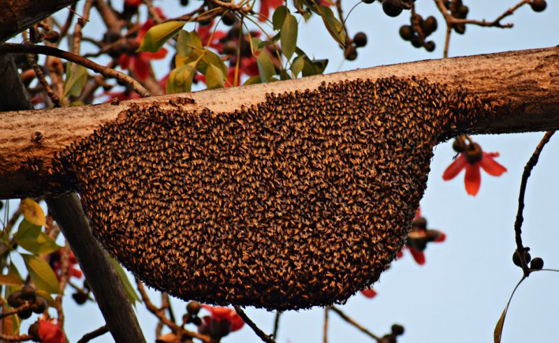 Bee hive in the wilderness