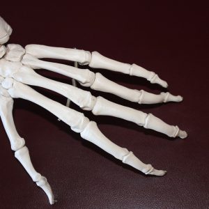 Bones of the human hand