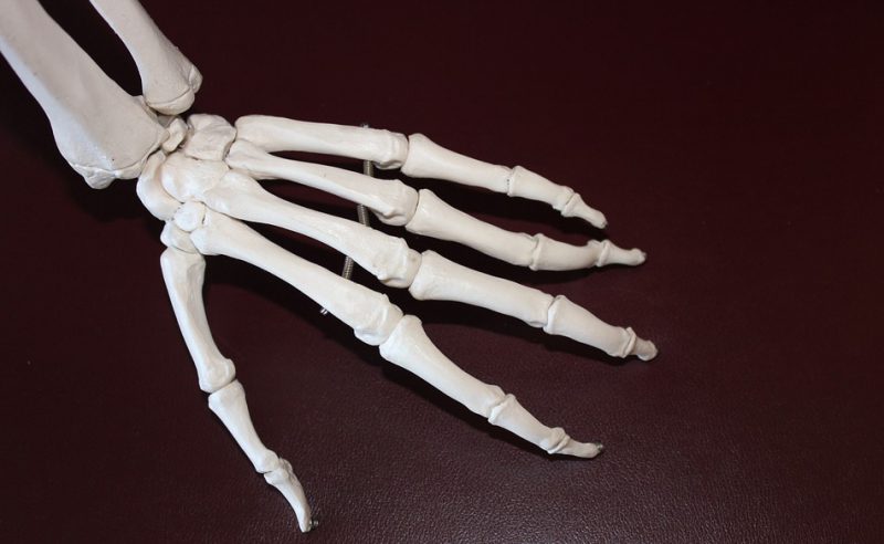 Bones of the human hand