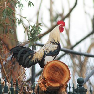 Cock clucking in the morning