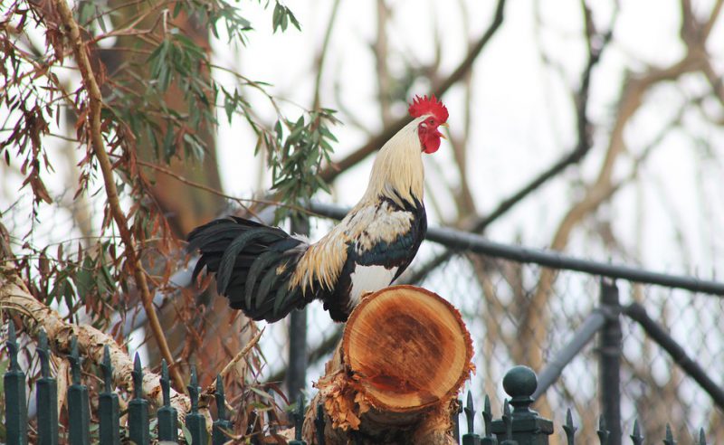 Cock clucking in the morning