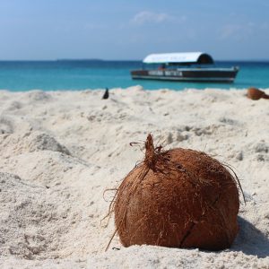 Coconut in the sand on a beach