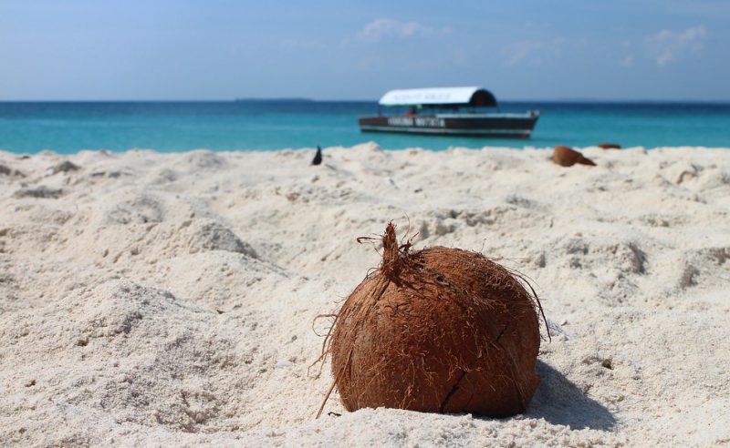 Coconut in the sand on a beach