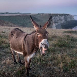 Donkey on the Ireland cliffs