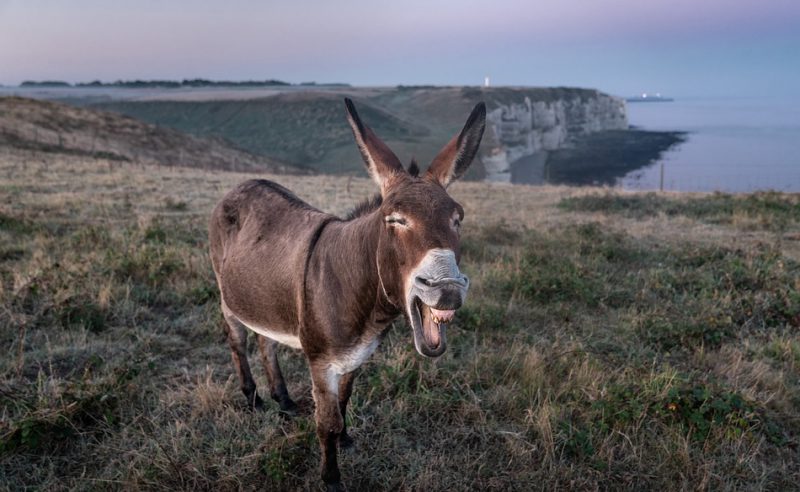 Donkey on the Ireland cliffs