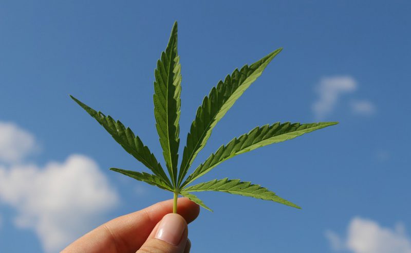 Hand holding hemp leaf