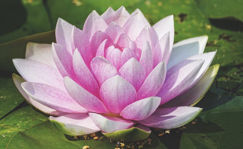 Water lillies in the pond