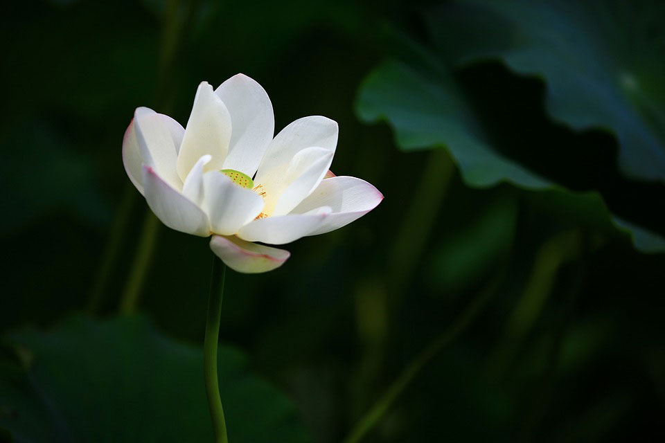 To Dream about Lilies Meaning and Symbolism Dream Glossary