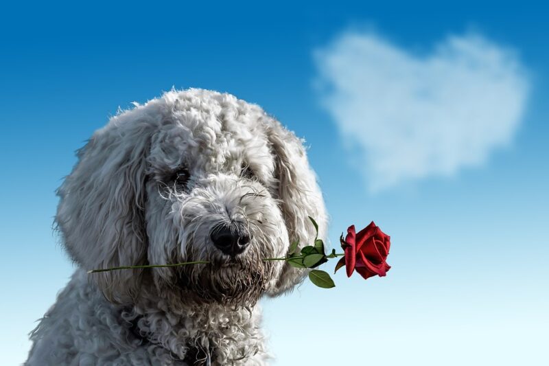 A romantic depiction of a dog holding a rose against a background of heart-shaped clouds