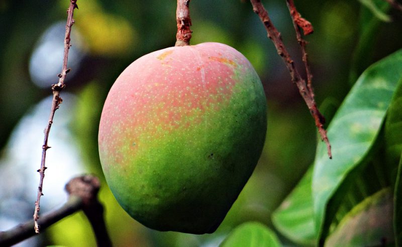 Fresh mango on a tree
