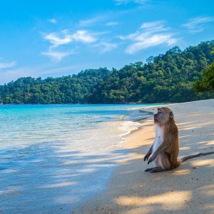 Monkey on the beach