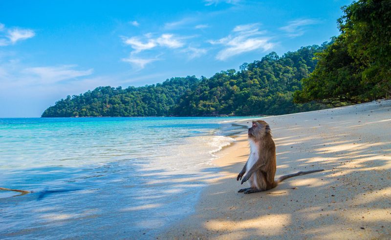 Monkey on the beach