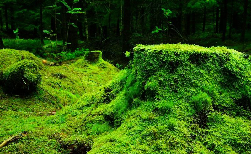 Forest logs covered by moss