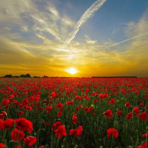 Poppy field