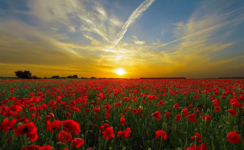 Poppy field