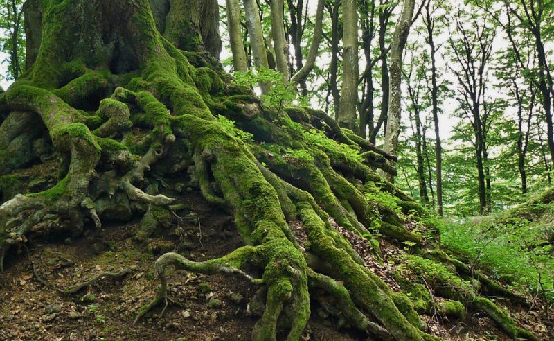 Tree with big roots