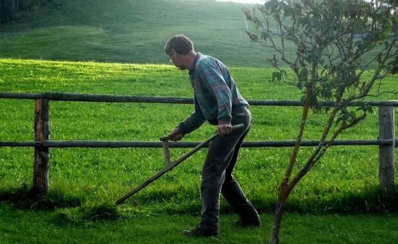 Guy using scythe in the field