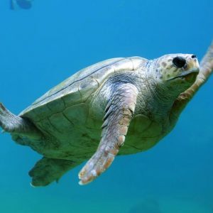 Turtle swimming in the sea