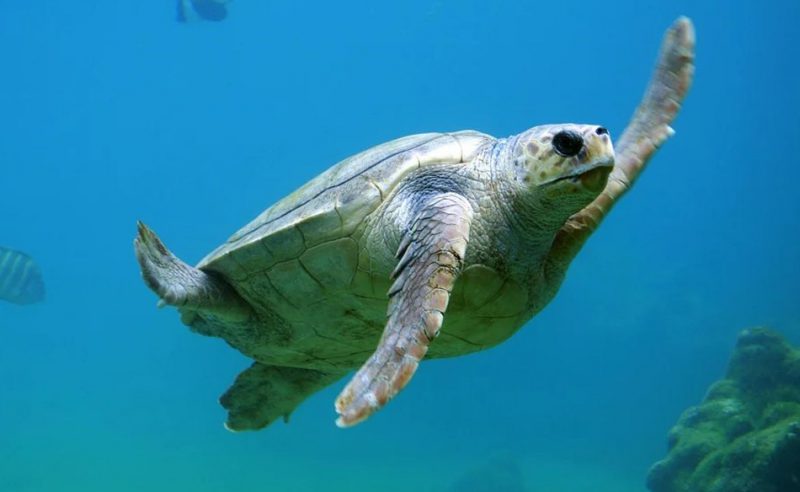 Turtle swimming in the sea