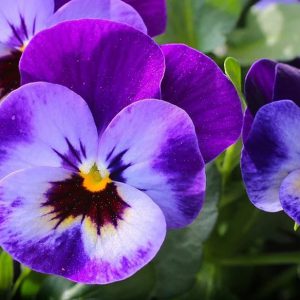 Upclose photo of violet flower