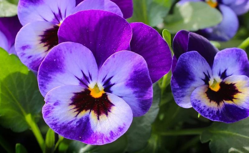 Upclose photo of violet flower