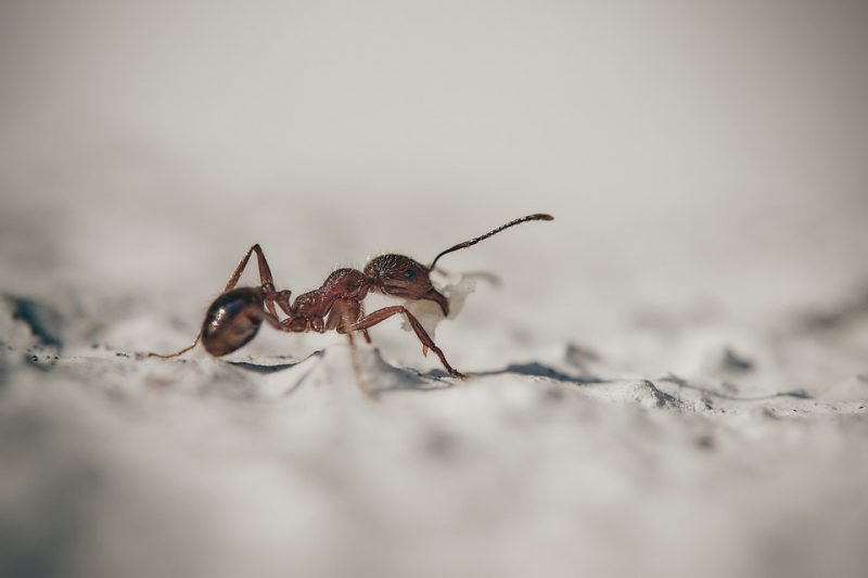 Macro photograph of the ant