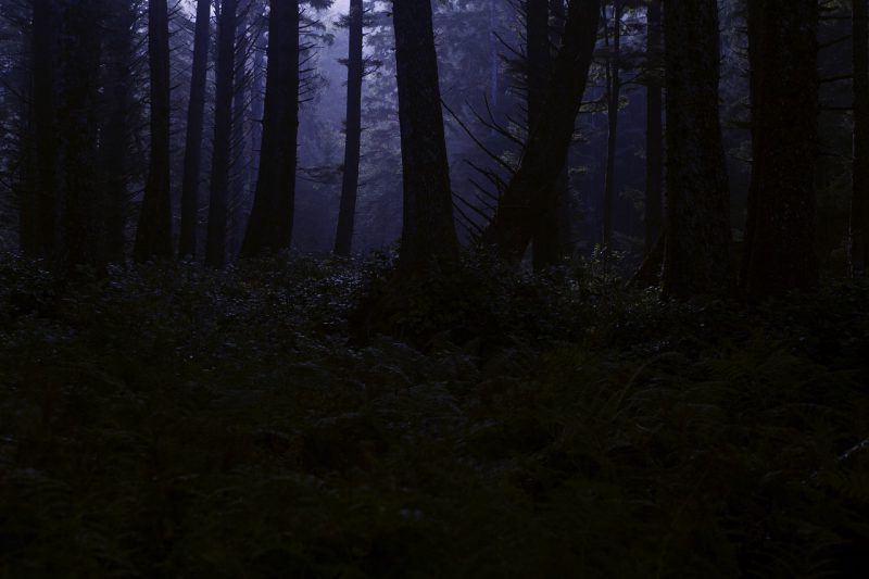 Forest in the darkness