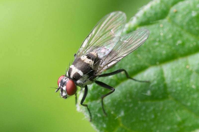 Macro photograph of a fly