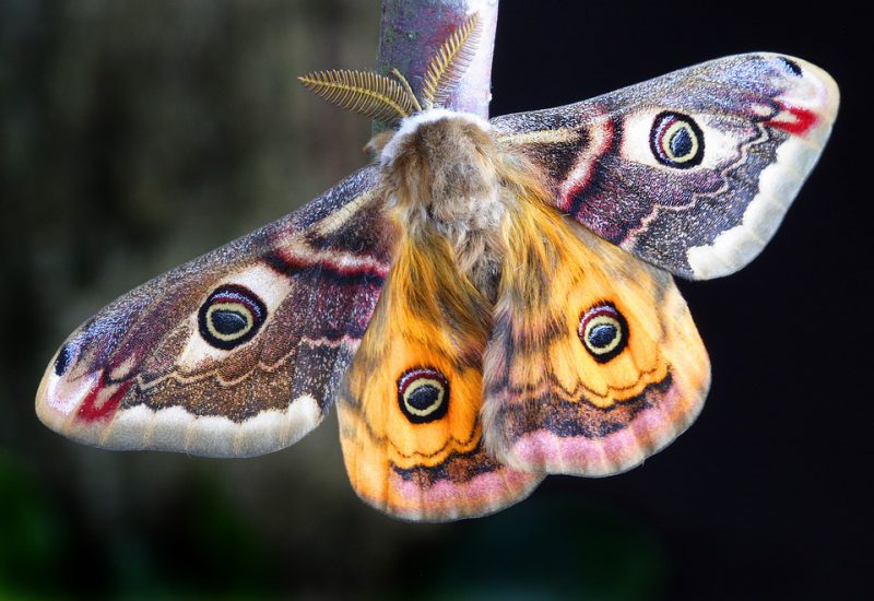 Moth standing on a tree branch