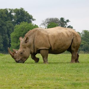 Rhinoceros on a field