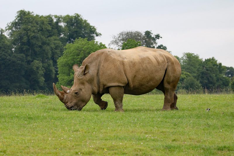 Rhinoceros on a field