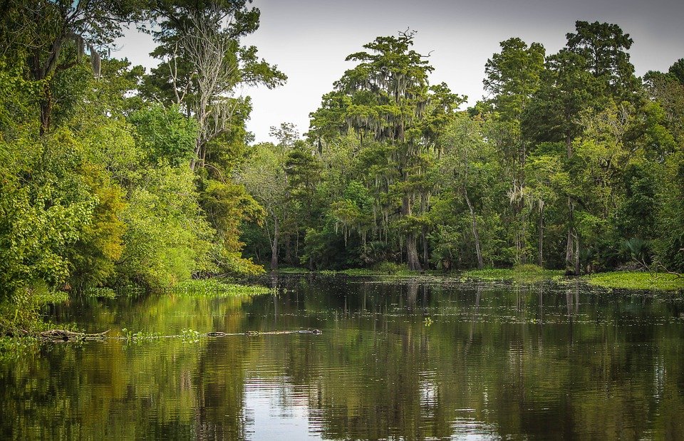 Swamp – Dream Meaning and Symbolism swamp – dream meaning and symbolism