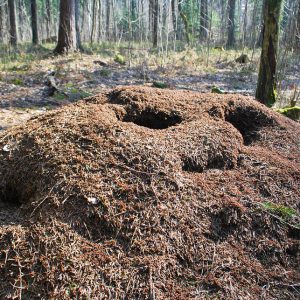 Anthill in the forest