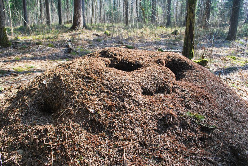 Anthill in the forest