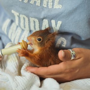 Foundling eating milk