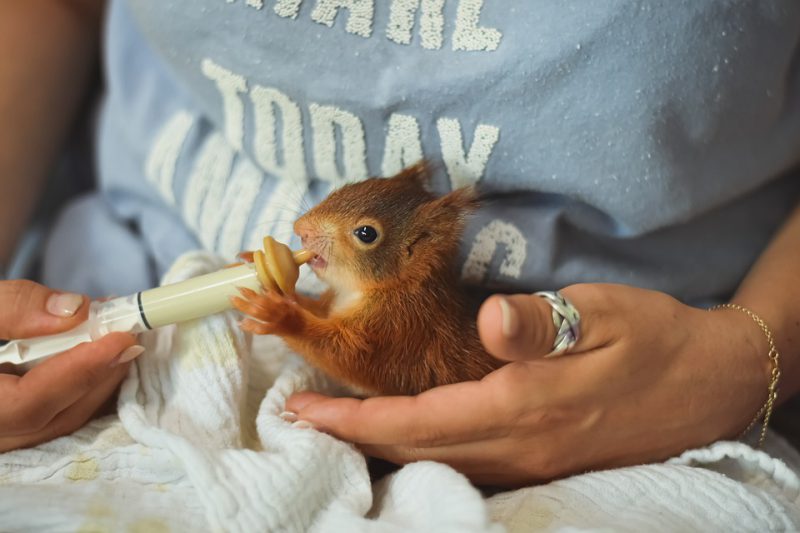 Foundling eating milk