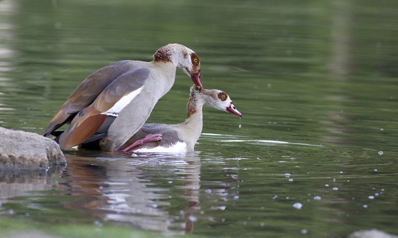 Birds mating