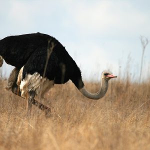 Ostrich in prairie
