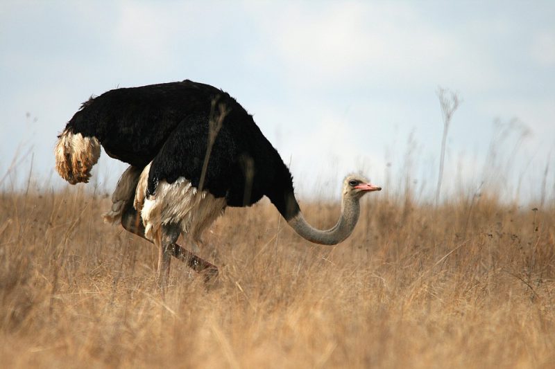 Ostrich in prairie