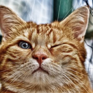 Cat winking