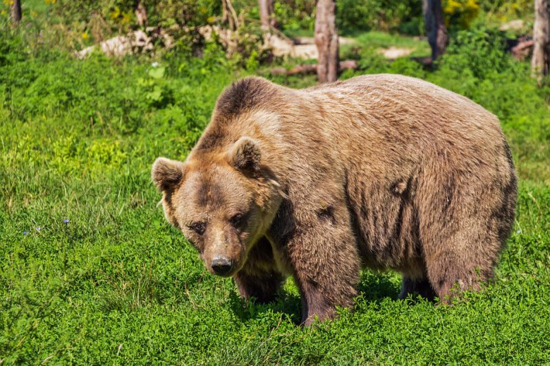 Bear posing in wilderness