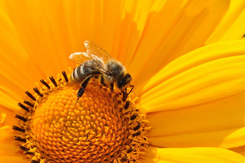 Bee on the flower