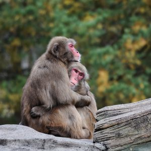 Two monkeys cuddling