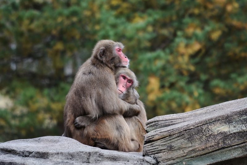 Two monkeys cuddling