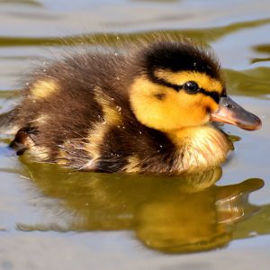 Baby duck upclose photo