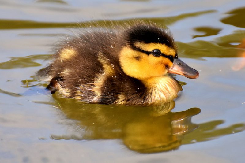Baby duck upclose photo