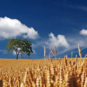 Wheat field on a sunny day