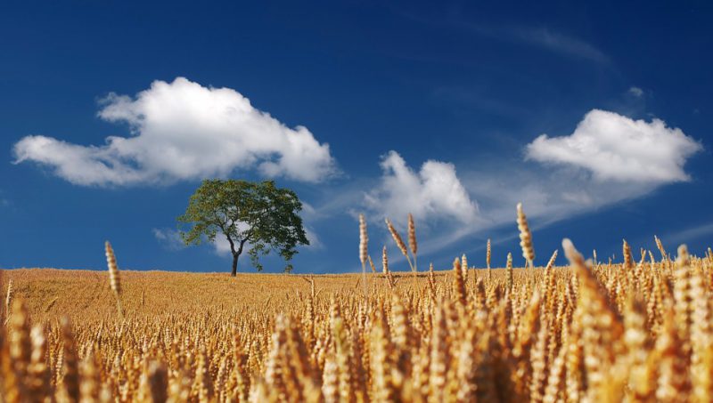 Wheat field on a sunny day