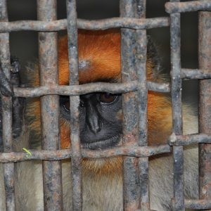 Menagerie in a dream