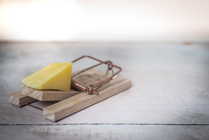 A mousetrap with a piece of cheese in place